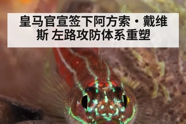皇马官宣签下阿方索·戴维斯 左路攻防体系重塑（j9 game）